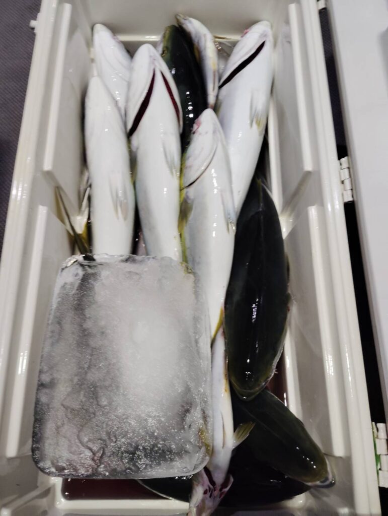 11月8日 半夜便 鷹巣沖