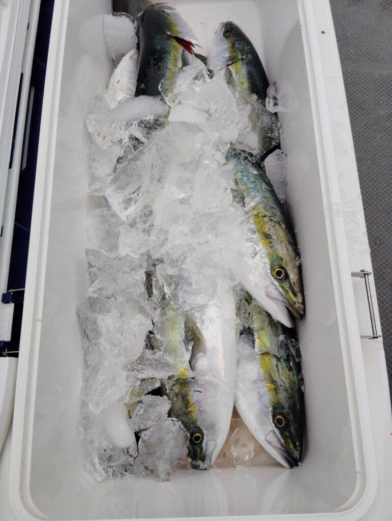 11月9日 午前便 鷹巣沖